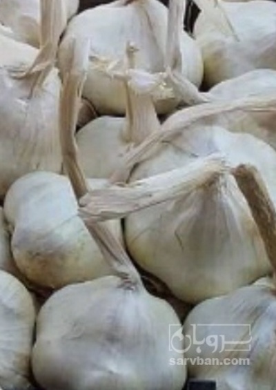 فروش سیر