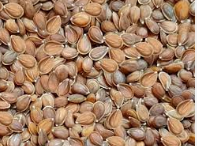 فروش قدومه (گیاه‌ دارویی)