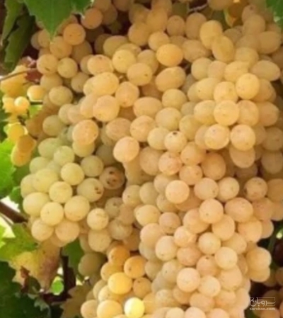 فروش انگور
