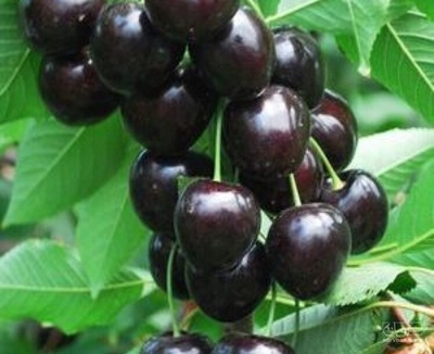 فروش گیلاس