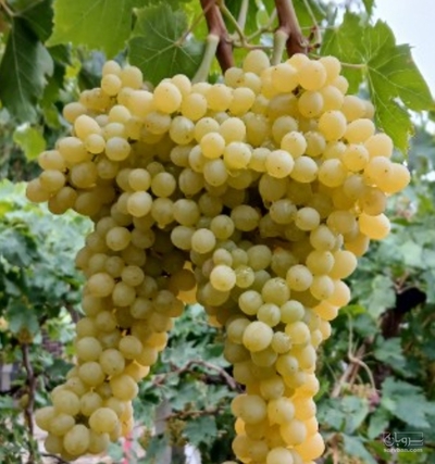فروش انگور