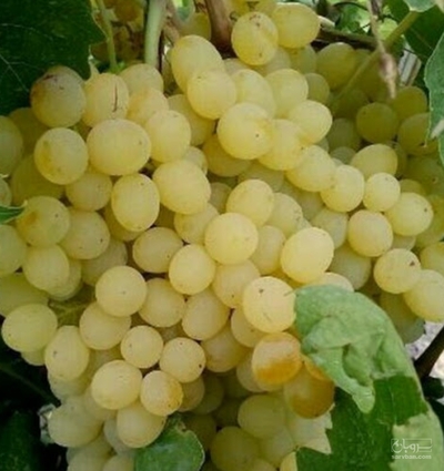 فروش انگور