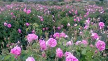 فروش گل محمدی (گیاه‌ دارویی)