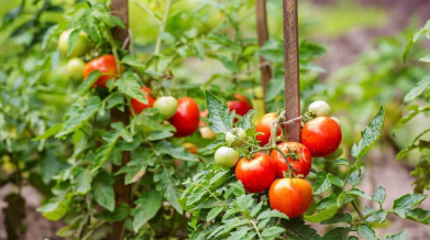 فروش گوجه فرنگی