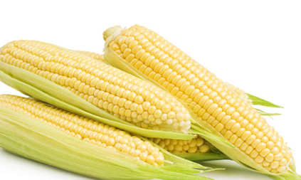 فروش ذرت علوفه ای