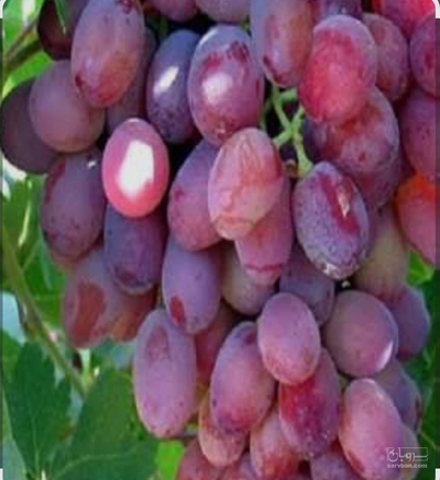 فروش انگوربی دانه قرمز