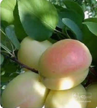 فروش زردآلو
