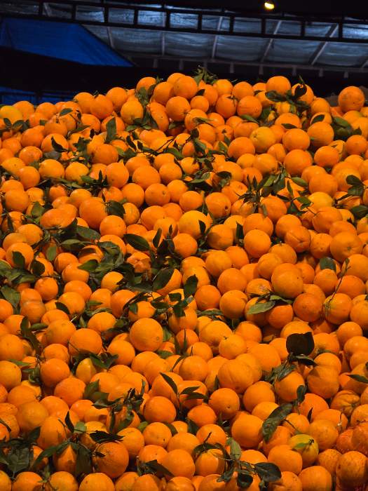 فروش پرتقال