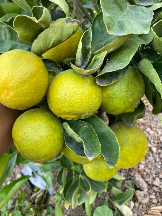 فروش لیمو شیرین