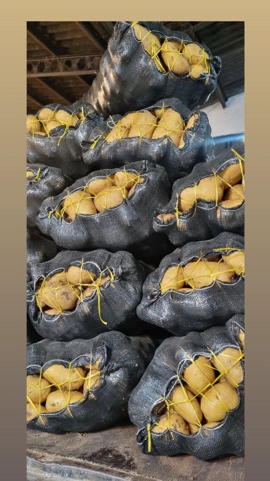 فروش سیب زمینی