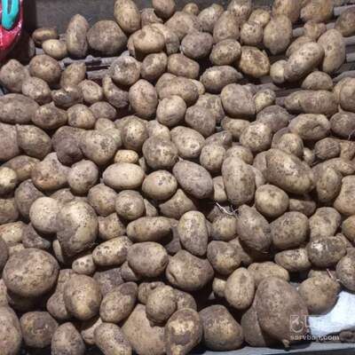 فروش سیب زمینی 3