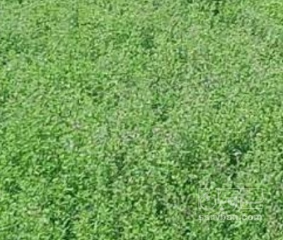 فروش یونجه