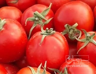 فروش گوجه فرنگی