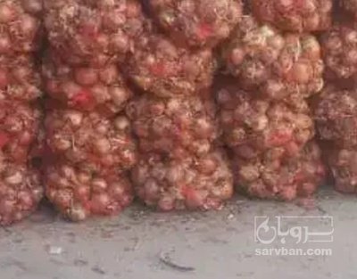 فروش پیاز