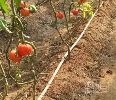 فروش گوجه فرنگی