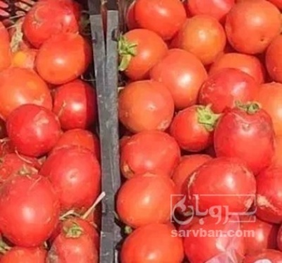 فروش گوجه فرنگی