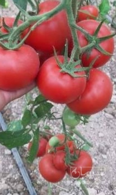 فروش گوجه فرنگی