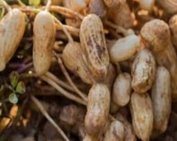 فروش بادام زمینی با قلاف