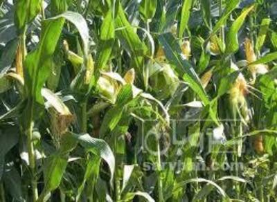 فروش ذرت علوفه ای