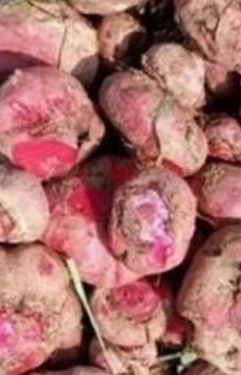 فروش چغندر لبو دامی