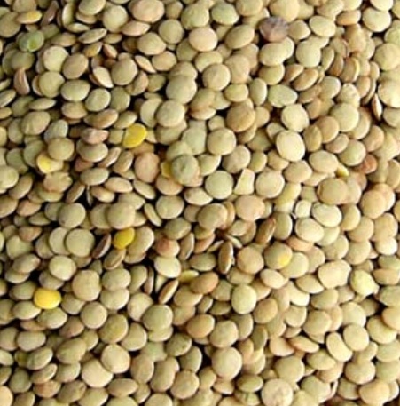 فروش عدس