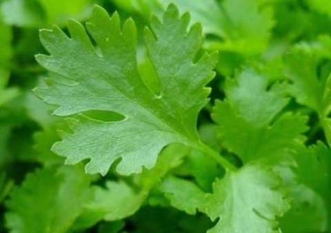 فروش جعفری تازه هکتاری