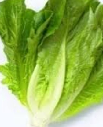 فروش کاهو ایرانی - رومانو