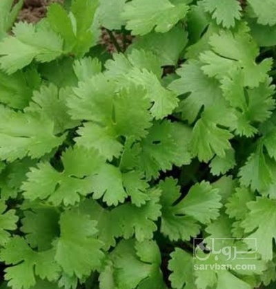 فروش گشنیز هکتاری