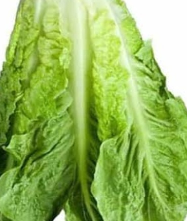 فروش کاهو ایرانی - رومانو