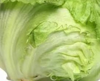 فروش کاهو ایسبرگ - آیسبرگ