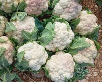 فروش گل کلم