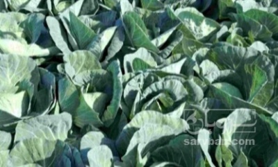 فروش کلم برگی سفید