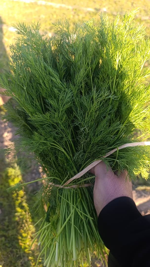 فروش شوید تازه