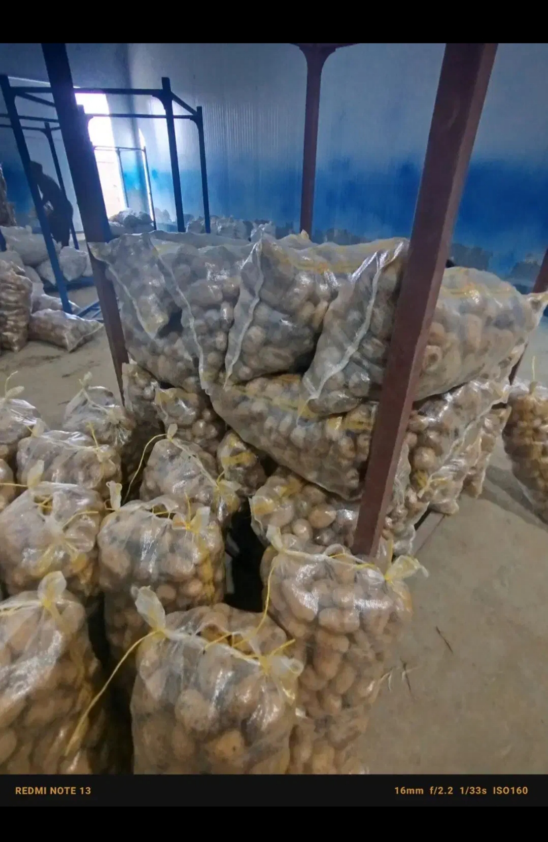 فروش سیب زمینی