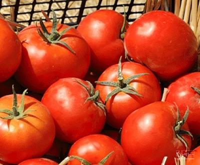 فروش گوجه فرنگی