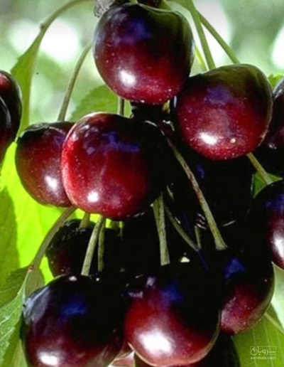 فروش گیلاس