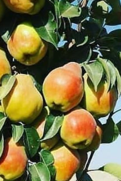 فروش گلابی