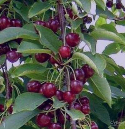 فروش آلبالو