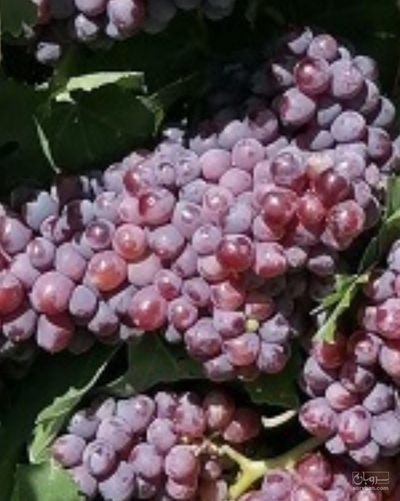 فروش انگور