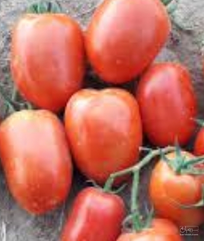 فروش گوجه فرنگی