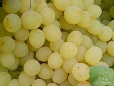 فروش انگور