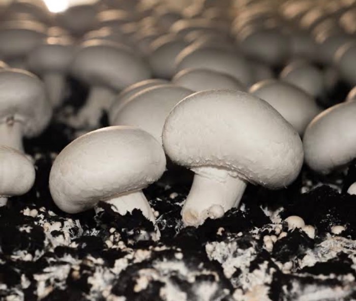 فروش قارچ دکمه ای