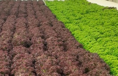 فروش کاهو فرانسوی