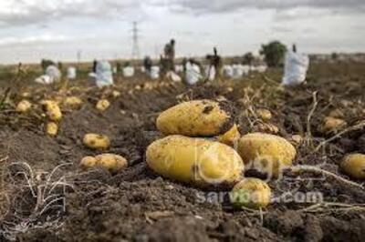 فروش سیب زمینی