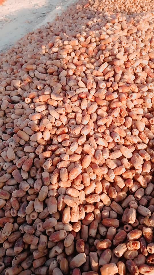 فروش خرما خشک