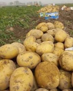 فروش سیب زمینی