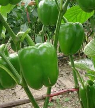 فروش فلفل دلمه ای فسفری