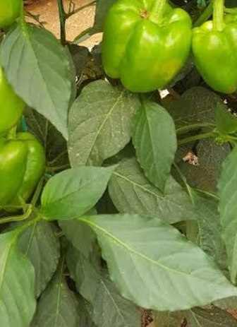 فروش فلفل دلمه ای سبز