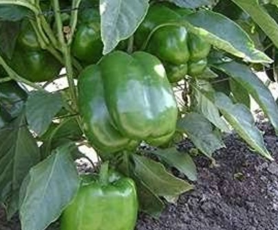 فروش فلفل دلمه ای