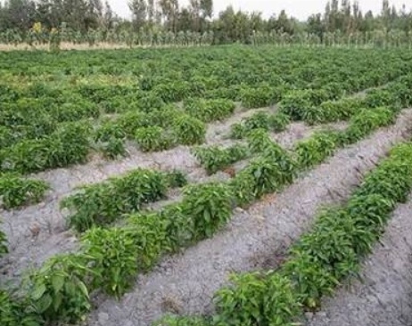 فروش فلفل دلمه ای